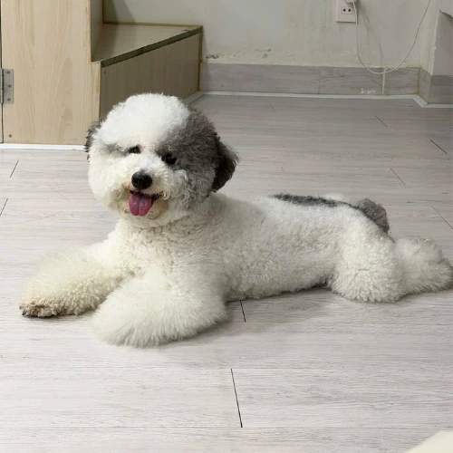 Ảnh thật của bé Sữa Sữa