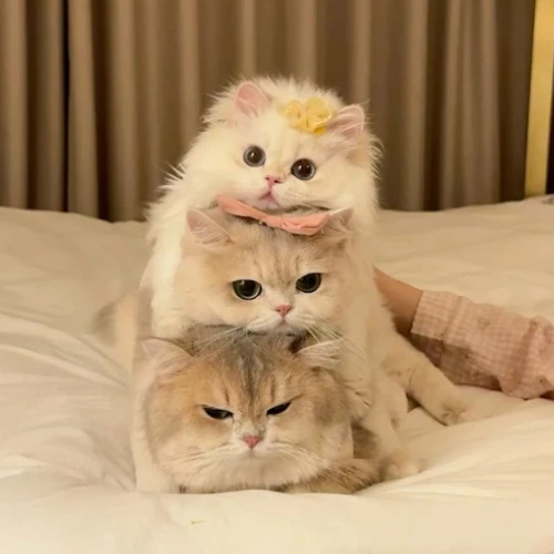 Ảnh thật của Bơ, Miu & Kem