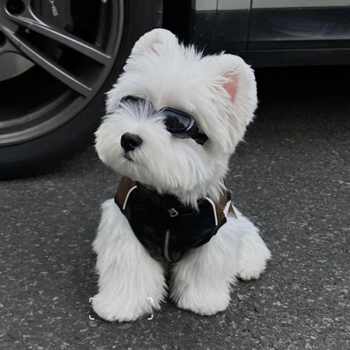 Ảnh thật của bé Lucky