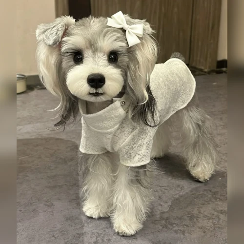 Ảnh thật của bé Mimi