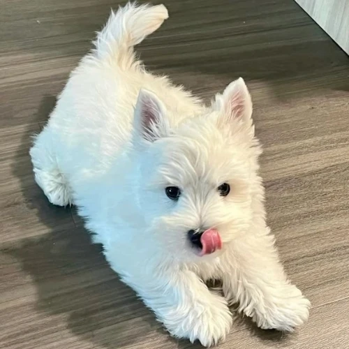 Ảnh thật của bé Xù