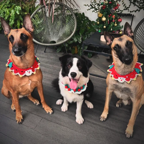 Ảnh thật của Bella, Collie & Felix