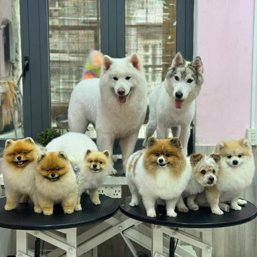 Ảnh thật của 9 bé cún