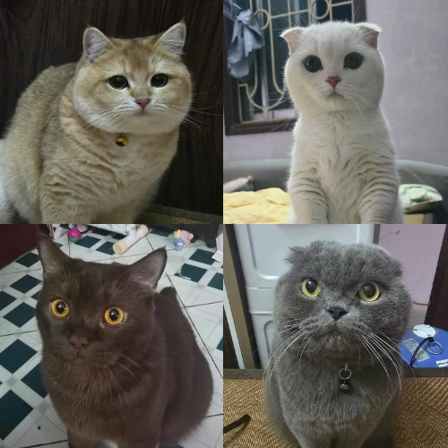 Ảnh thật của Pi, Choco, Mây & Bơ