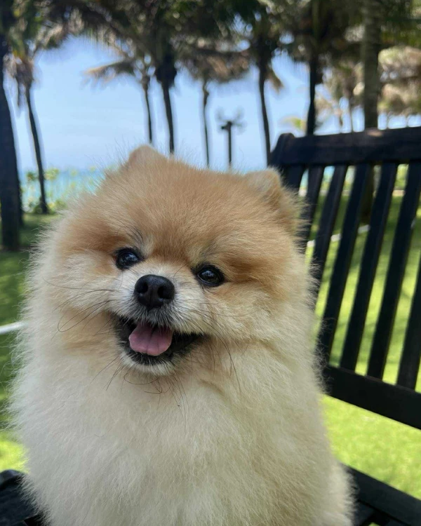 Ảnh boss chụp đời thường