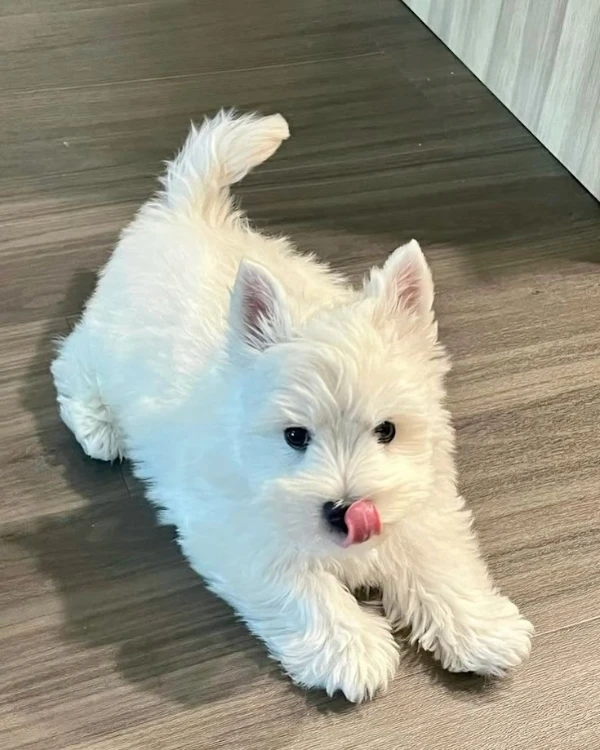 Ảnh boss chụp vội