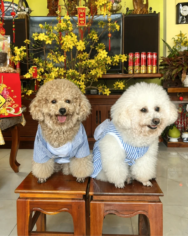 Ảnh boss chụp tại nhà
