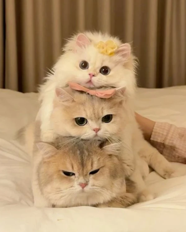 Ảnh boss chụp nhanh